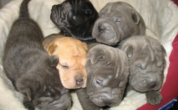 Shar pei puppies for sale in