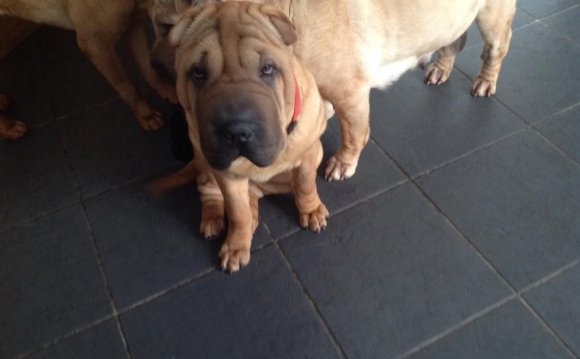 Shar pei puppies