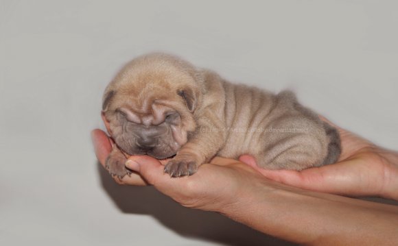 Shar Pei puppy - Isabella Blue