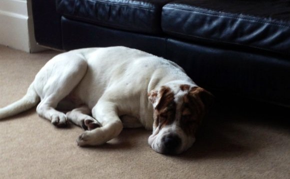 Shar Pei X Mastiff