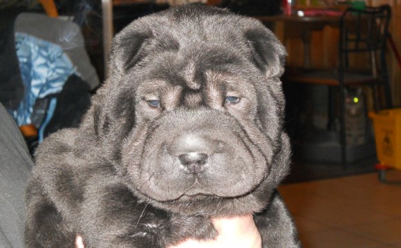 Sharpei s by B&B (Home of