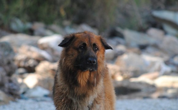 St bernard german shepherd mix