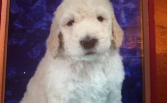 Goldendoodle, Males, , 6 weeks