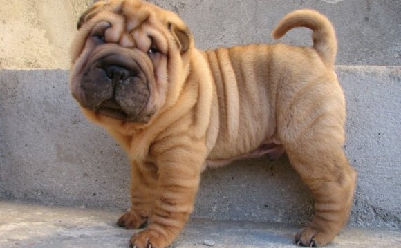 To import a Shar-Pei from