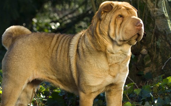 The Shar-Pei