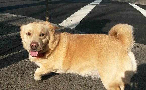 This little Corgi/Shar Pei mix