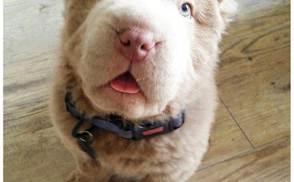 Tonkey Bear, Shar-Pei Puppy