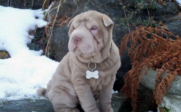 Chinese Shar Pei guarding