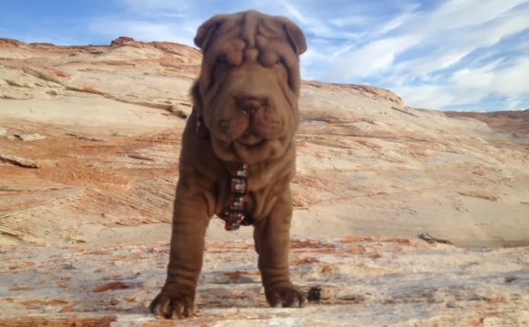 WRINKLED SHAR PEI