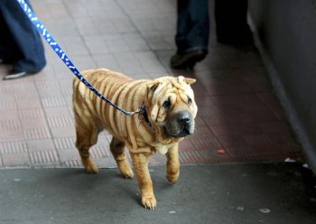 A female Shar Pei dog