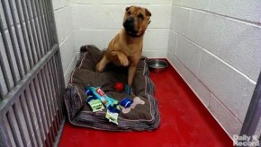 A Shar Pei mixed pup dumped at a Scotland train station was left by a woman who had arranged online to buy the dog, but backed out when the dog brought for the sale was not the same one she had seen on the Internet.