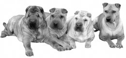 A variety of Shar-pei dogs, left to right, from most to least wrinkly.