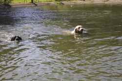 A yeast infection in dogs can be aggravated by swimming, especially a dog ear infection. A yeast infection in dogs can be aggravated by swimming, especially a dog ear infection.