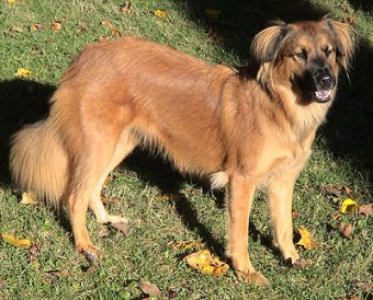 Akita Chinese Sharpei Chow Chow Dachshund dog