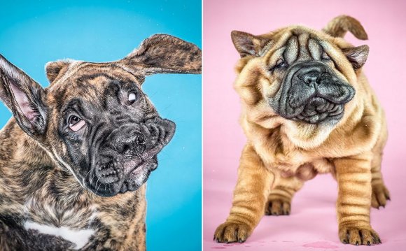 Shar Pei puppies Oregon