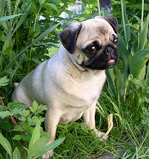 Natural Treatment of Allergic (Atopic) Dermatitis in Dogs With Shampoo Recipe Allergic (Atopic) Dermatitis in Dogs