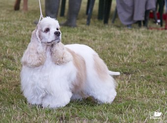 American cocker spaniel