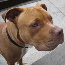 American Pit Bull Terrier