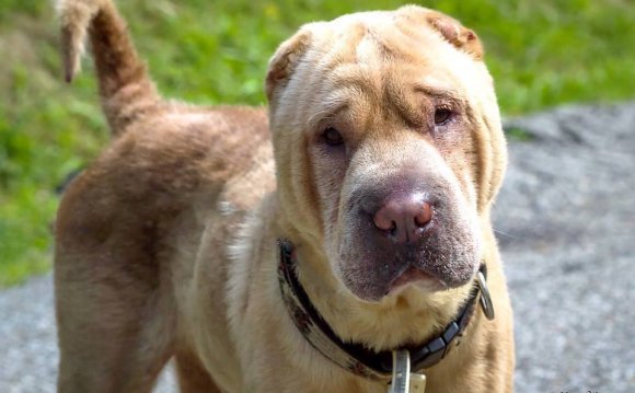 What is a Shar Pei?