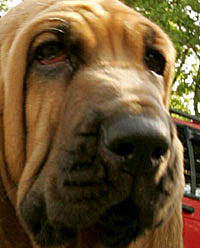 Bloodhound