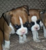 Boxer puppies