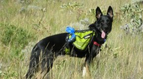 Buster Hiking