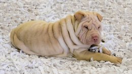 Chinese Shar-Pei