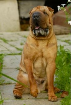 Chinese Shar-Pei