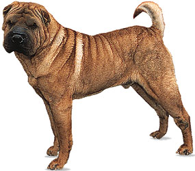 Chinese shar-pei [Credit: © Kent & Donna Dannen]