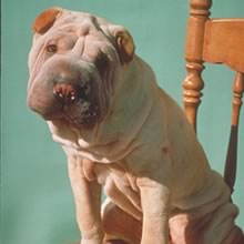 Chinese Shar-Pei Photos