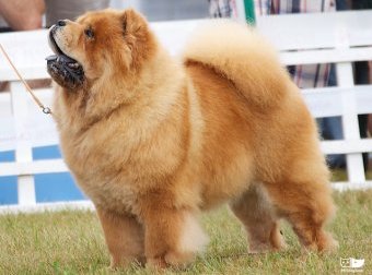 Chow chow