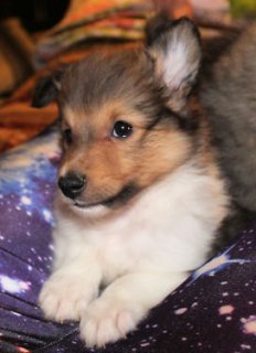 cute AKC Female sheltie pup 8 weeks