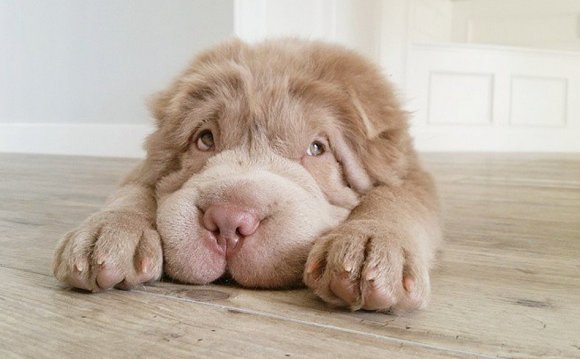 Dogs that look like Shar Pei