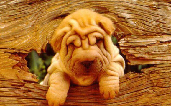Pictures of Shar peis