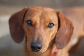 Dachshund Smooth-Coated Dachshund