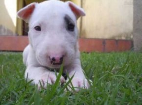 English Bull Terrier-Puppy