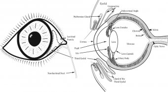 Eye-Drawing