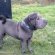 Blue brush Coat Shar Pei