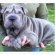 Blue Chinese Shar Pei puppies for sale