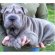 Blue Chinese Shar Pei puppies for sale