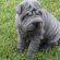 Blue Shar Pei puppy