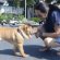 Chinese Shar Pei Club of America