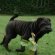 Grown Shar Pei