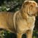 Life expectancy of Shar PEI