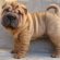 Pics of Shar PEIS