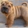 Pictures of Shar peis