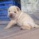 Price of Shar Pei