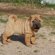 Red fawn Shar Pei