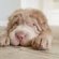 Shar Pei and baby