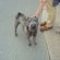 Shar Pei and children